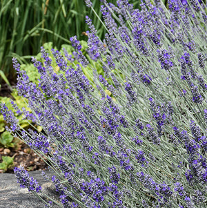 Lavendula Sensational - 4.33" Potted Herb