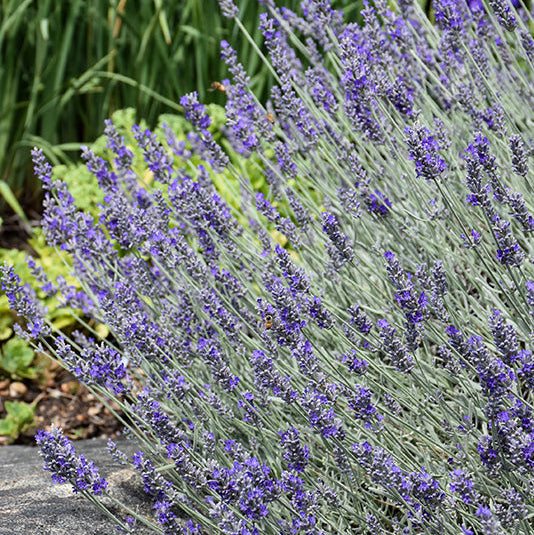 Lavendula Sensational - 4.33" Potted Herb