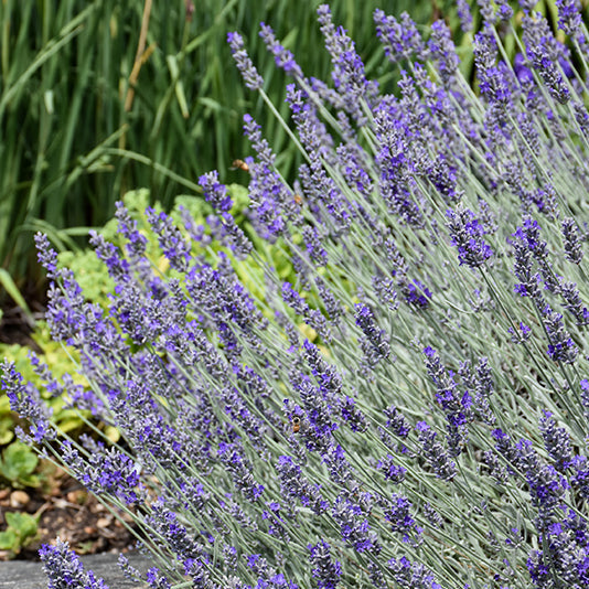 Lavandula Lavender Sensational