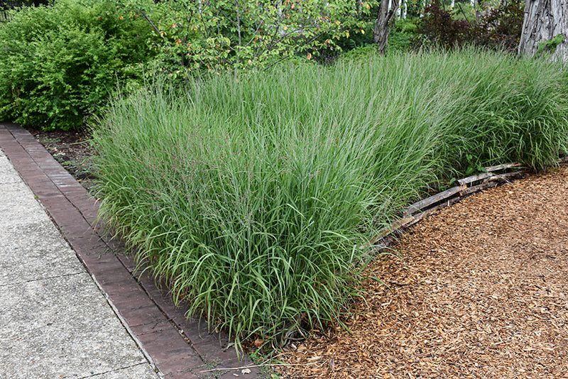 Panicum Switchgrass Shenandoah