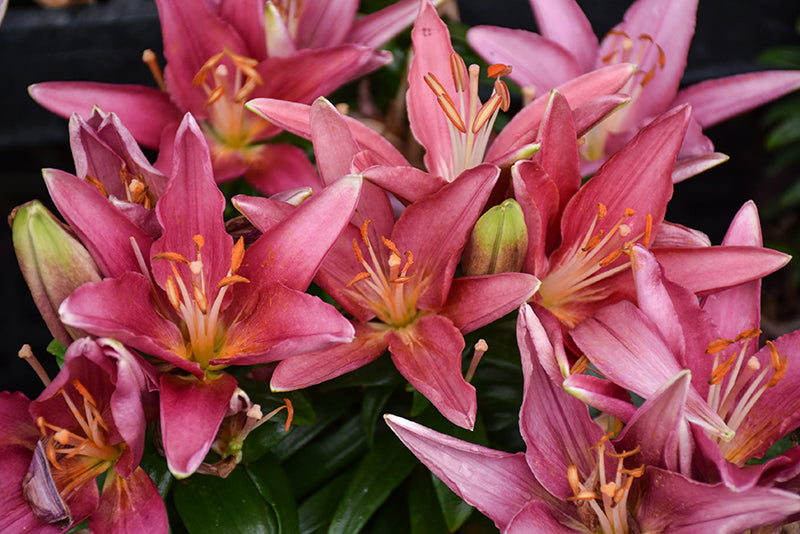 Lilium Lily Lily Looks Tiny Pearl