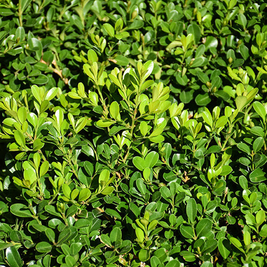 Buxus NewGen Independence