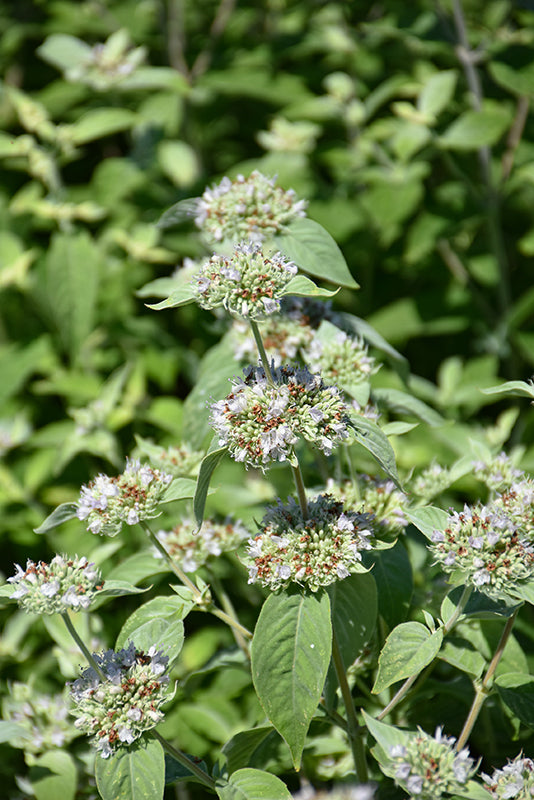 Pycnanthemum Blunt Mountain Mint Muticum