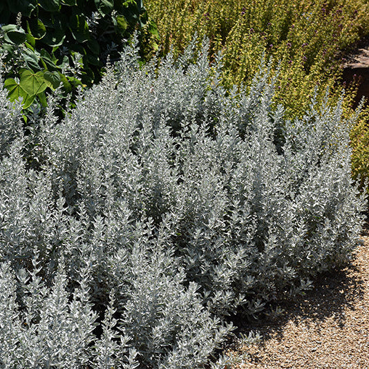 Artemisia Wormwood Garden Ghost - 6" Perennial