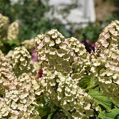 Hydrangea Gatsby Gal Oakleaf