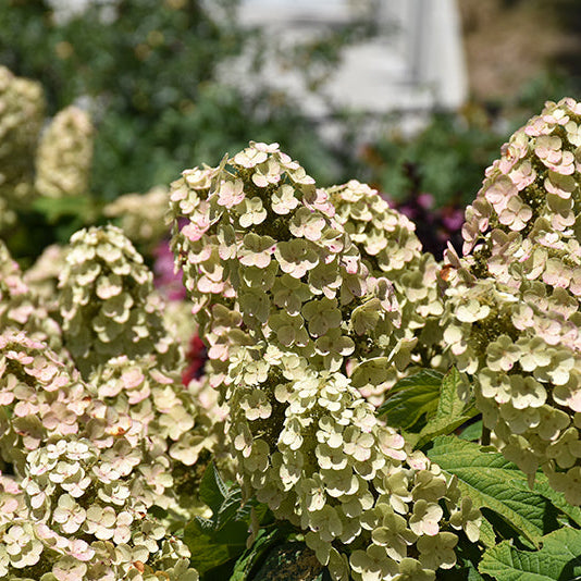 Hydrangea Gatsby Gal Oakleaf