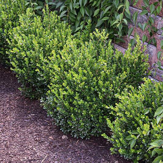 Buxus NewGen Freedom