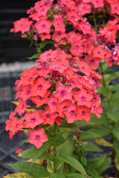 Phlox Garden Phlox Flame Coral
