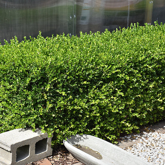 Buxus NewGen Independence