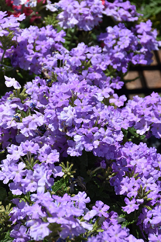 Verbena Firehouse Lavender - 4.33" Premium Annual