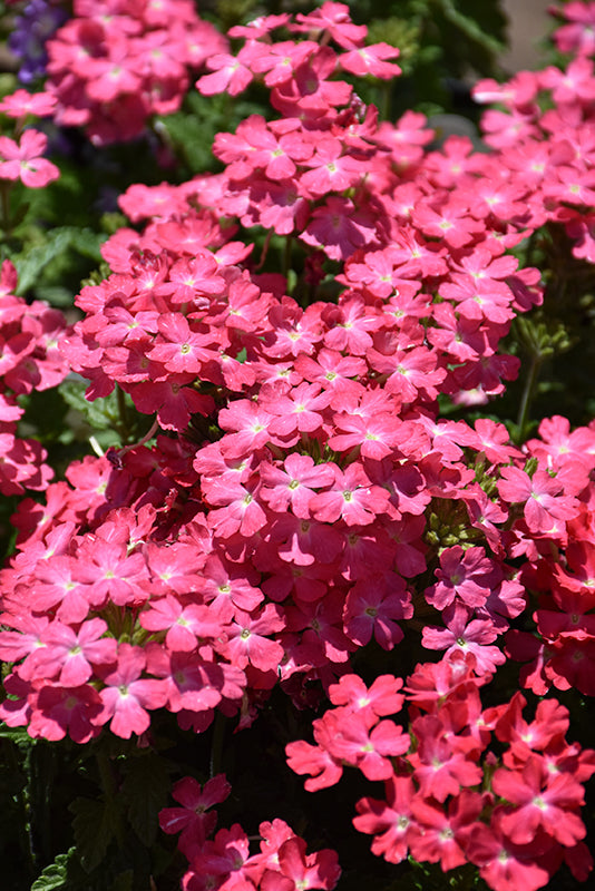 Verbena Firehouse Pink - 4.33" Premium Annual