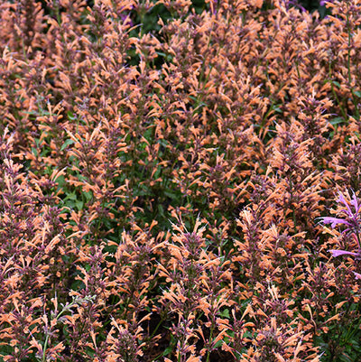 Agastache Hyssop Sunrise Orange