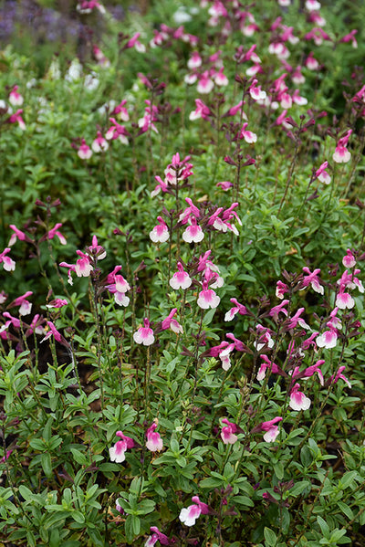 Salvia Sage Mirage Rose Bicolor