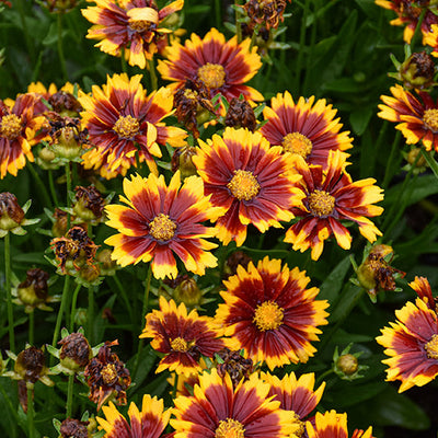 Coreopsis Tickseed Uptick Red