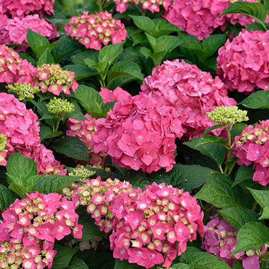 Hydrangea Endless Summer Summer Crush