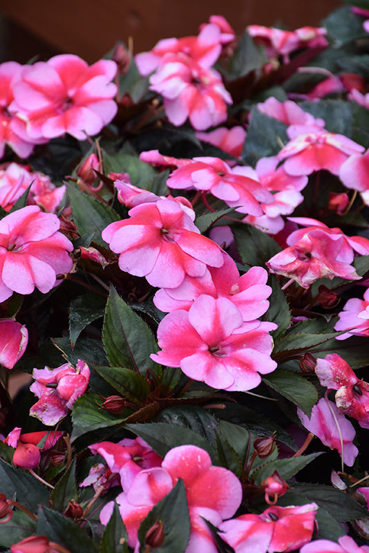 SunPatiens Red Candy - 11" Hanging Basket