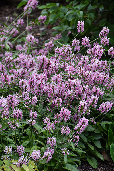Stachys Hedgenettle Pink Cotton Candy