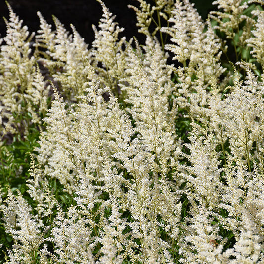Astilbe False Spirea Chinensis Visions In White