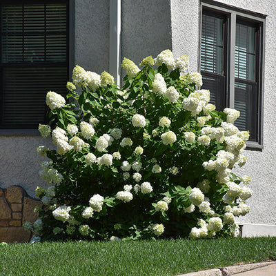 Hydrangea Limelight Prime