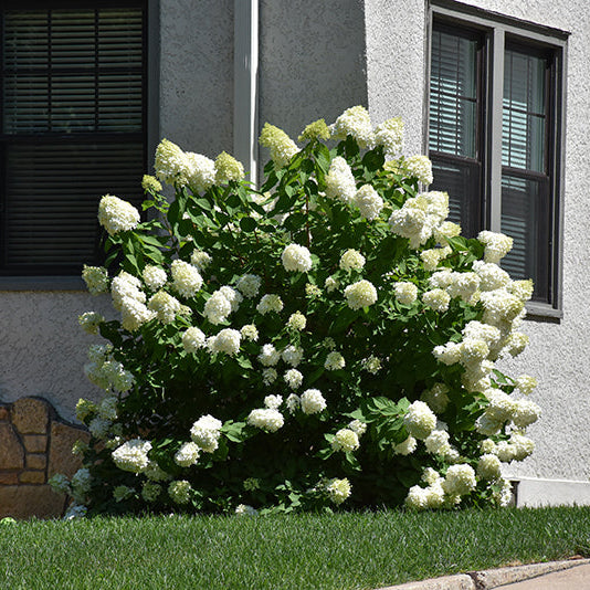 Hydrangea Limelight Prime
