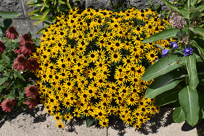 Rudbeckia Black Eyed Susan Little Goldstar