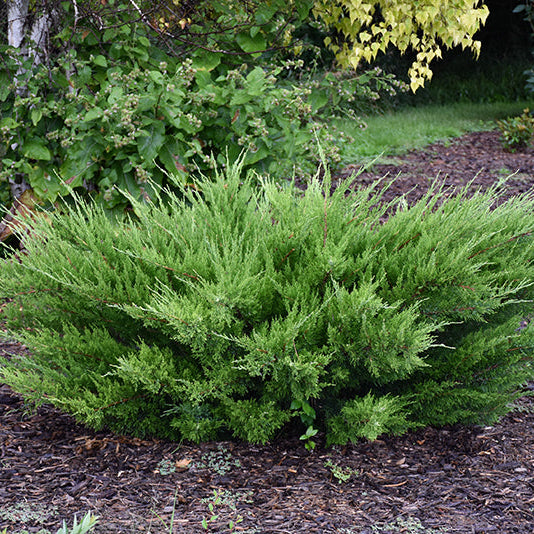 Juniper Sea Green