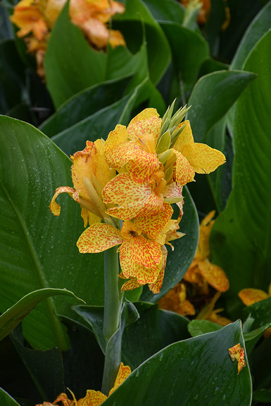 Canna Cannova Golden Leopard - 8" Planter