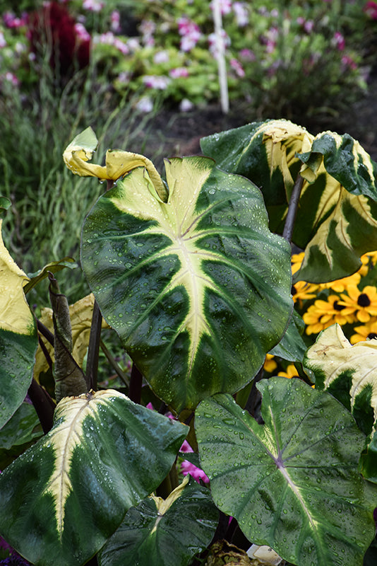 Colocasia Royal Hawaiian Waikiki - 8" Planter