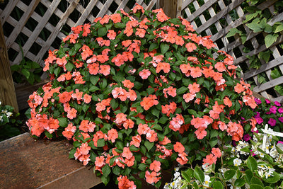 Impatiens Beacon Salmon - 4 Pack Annual