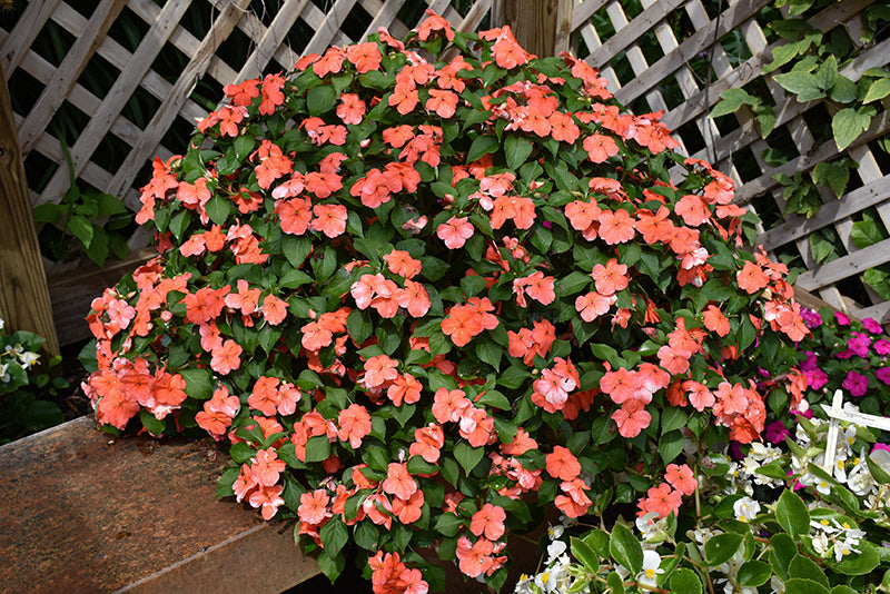 Impatiens Beacon Salmon - 4 Pack Annual