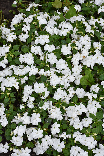 Impatiens Beacon White - 4 Pack Annual