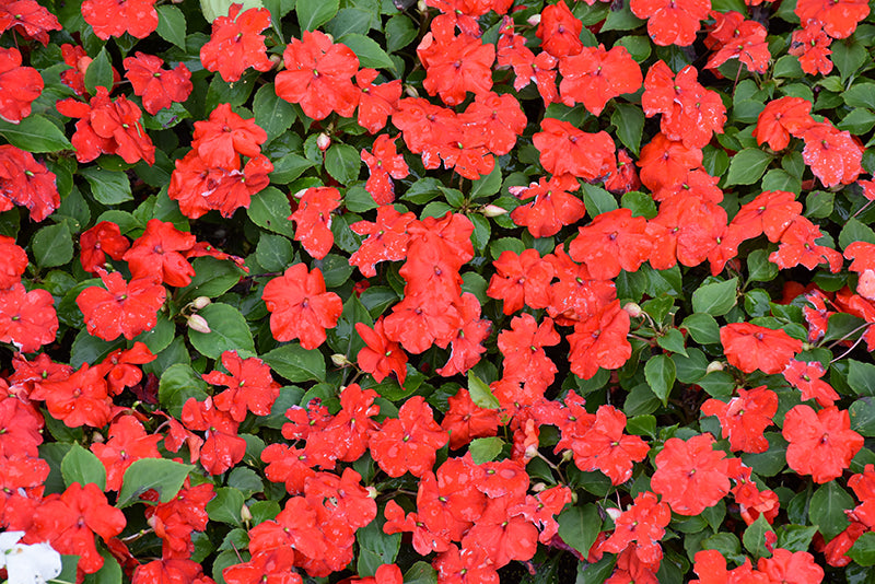 Impatiens Beacon Bright Red - 4 Pack Annual