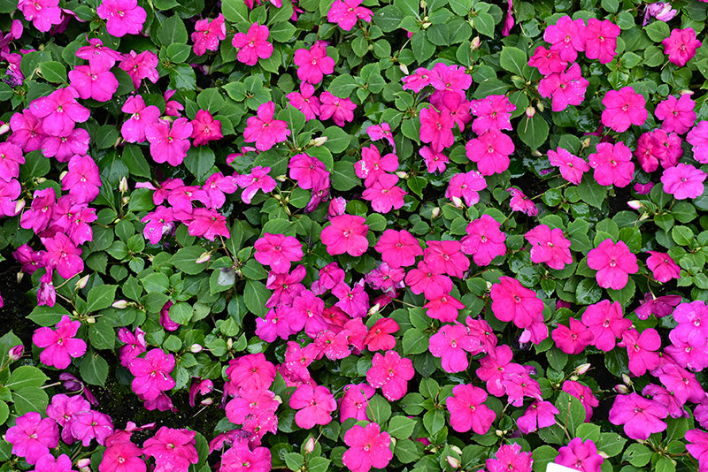Impatiens Beacon Violet Shades - 4 Pack Annual