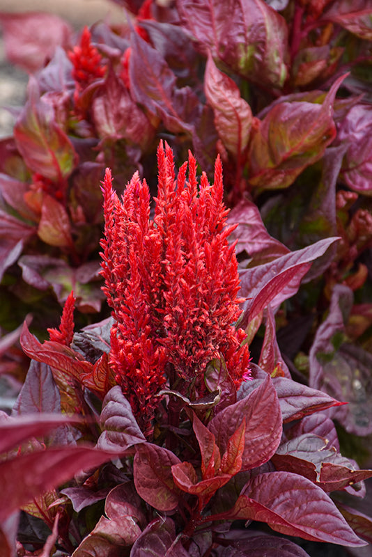 Celosia Burning Embers - 8" Planter