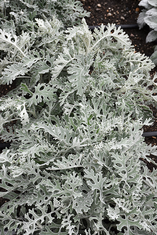 Dusty Miller Silver Dust - 4 Pack Annual