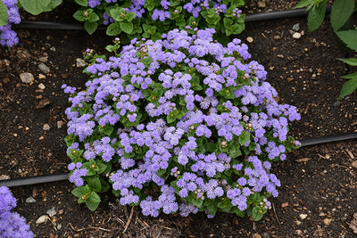 Ageratum Aloha Blue - 4 Pack Annual