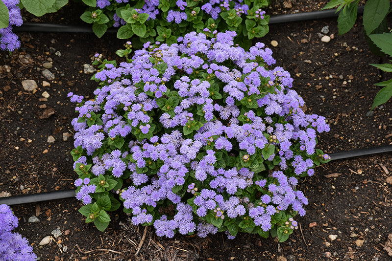 Ageratum Aloha Blue - 4 Pack Annual