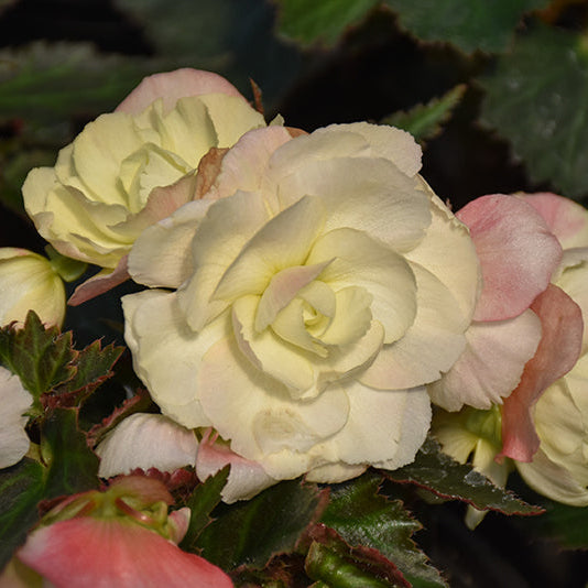 Begonia I'Conia Bacio White - 8" Planter