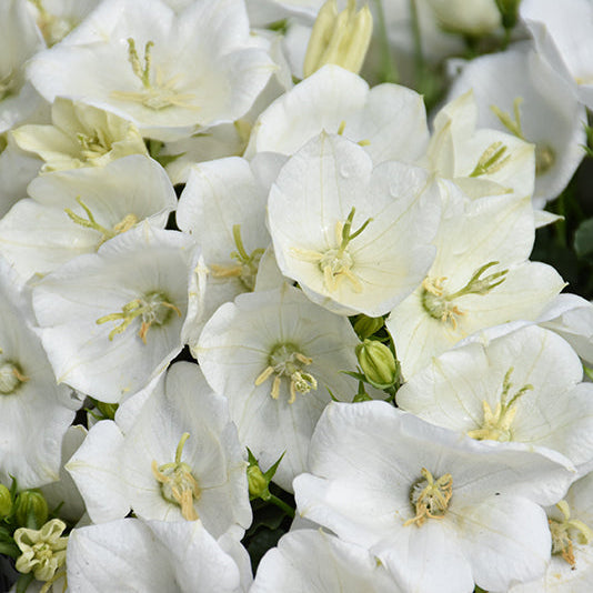 Campanula Bellflower Rapido White - 6" Perennial