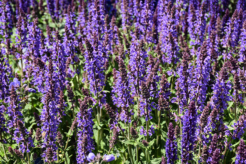 Salvia Sage Blue By You