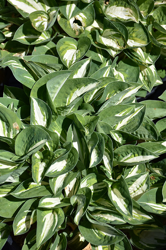 Hosta Plantain Lily Pandora's Box
