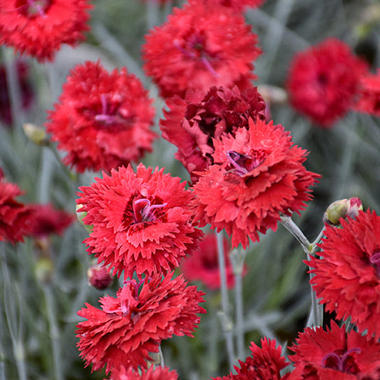 Dianthus Pinks Fruit Punch Maraschino - 6" Perennial