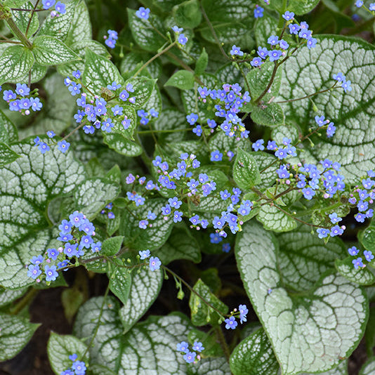 Brunnera Siberian Bugloss Sea Heart – Alsip's Kingsbury Acres