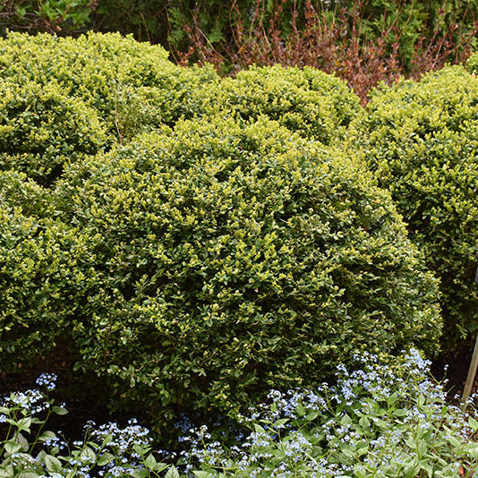 Buxus Green Velvet