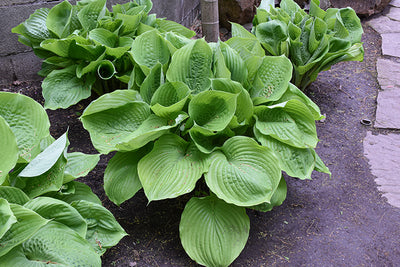 Hosta Plantain Lily Sum & Substance