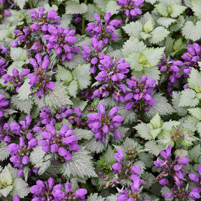 Lamium Dead Nettle Ghost - 6" Perennial