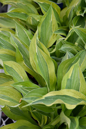 Hosta Plantain Lily Yellow Polka Dot Bikini