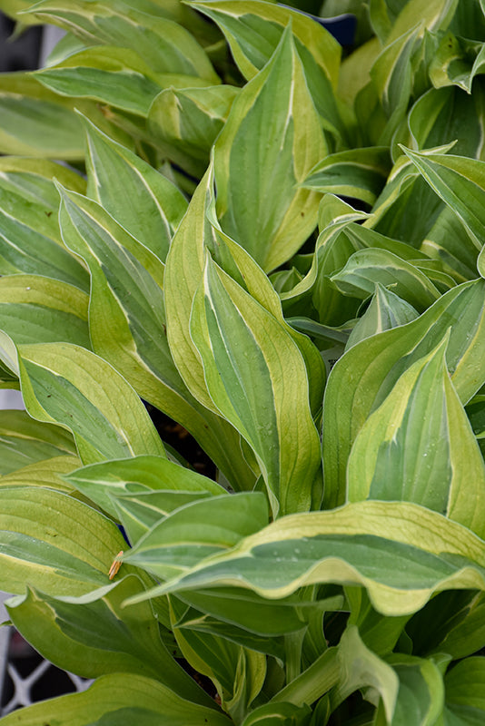 Hosta Plantain Lily Yellow Polka Dot Bikini