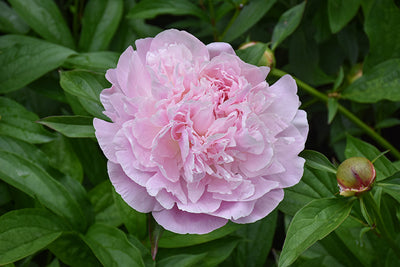 Paeonia Peony Sara Bernhardt