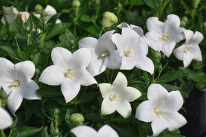 Platycodon Balloon Flower Pop Star White